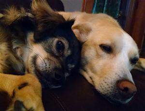 Two dogs laying down 