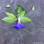 nature art 1 