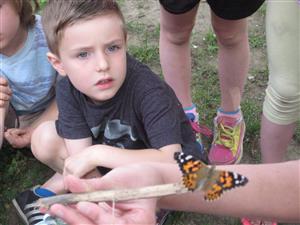 Hatching butterflies 