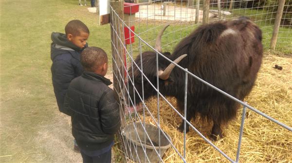students and yak 