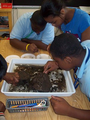 Students Investigating Macro-Invertebrates