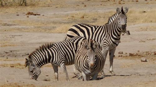 Zebras in Zimbabwe 