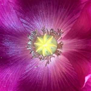 Purple Flower Center 2014 
