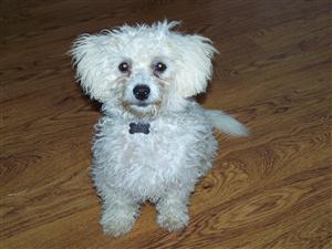 Cooper 