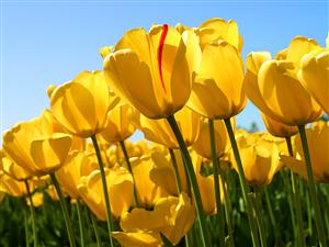 Tulips 