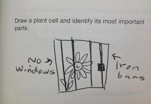 plant 