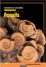 Fossils 