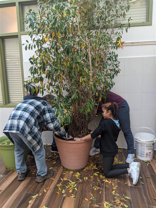 Students Helping Our Tree Grow