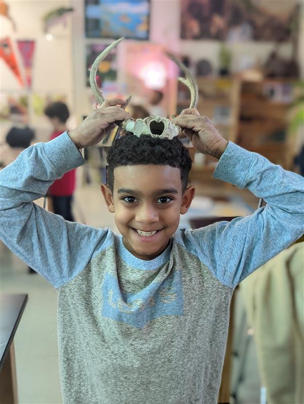 Learning about Deer Antlers